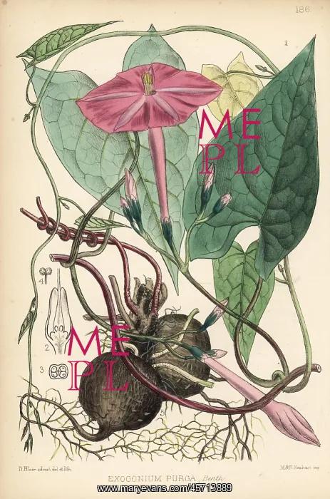 : Jalap, Ipomoea dumosa : Jalap, Ipomoea dumosa