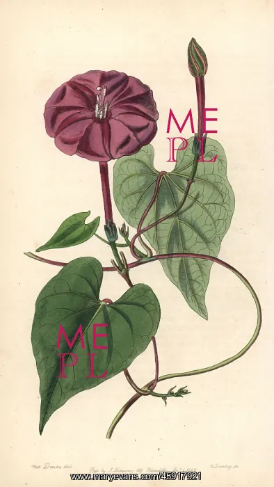 : Jalap, Ipomoea dumosa : Jalap, Ipomoea dumosa