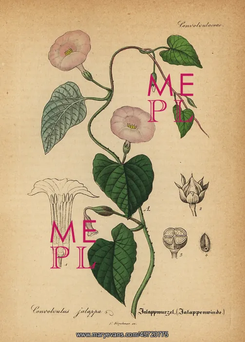 : Jalap, Ipomoea jalapa : Jalap, Ipomoea jalapa