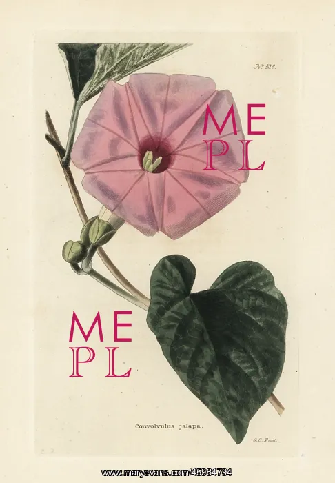 : Jalap, Ipomoea jalapa : Jalap, Ipomoea jalapa