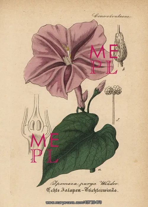: Jalap, Ipomoea purga : Jalap, Ipomoea purga