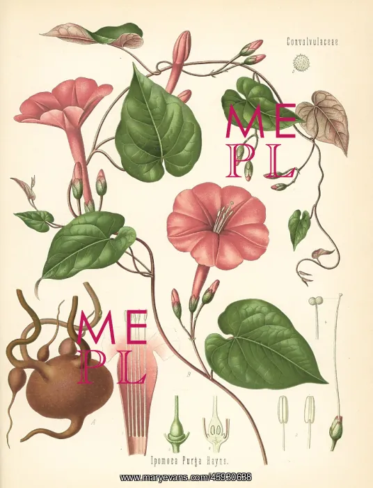 : Jalap, Ipomoea purga : Jalap, Ipomoea purga