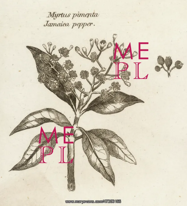  : JAMAICA PEPPER
