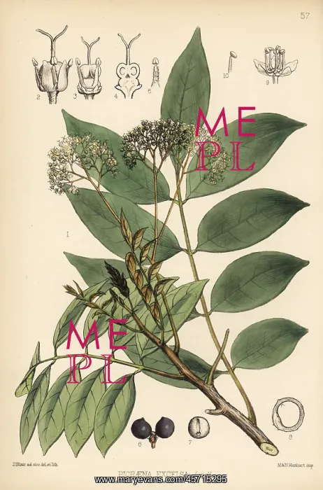 : Jamaica quassia, Picrasma excelsa : Jamaica quassia, Picrasma excelsa