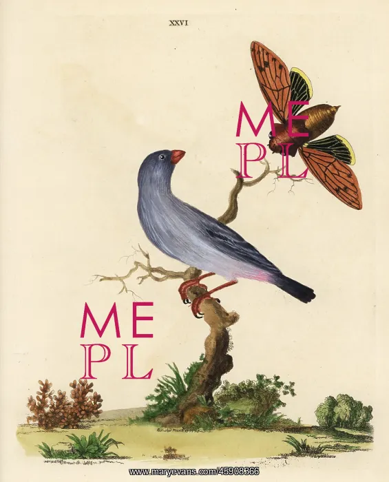 : Jamaican euphonia, Euphonia jamaica : Jamaican euphonia, Euphonia jamaica