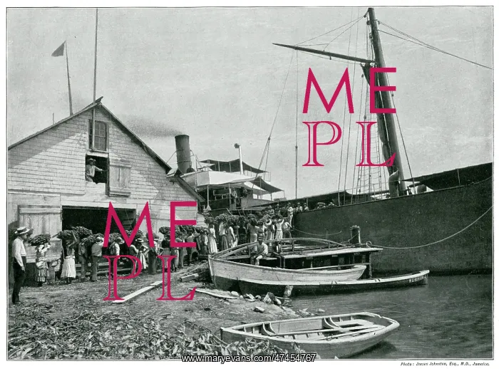 : Jamaican export of bananas 1890s : Jamaican export of bananas 1890s