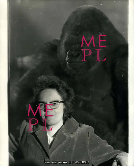 : Jane Whitewood, assistant keeper, with gorilla Bukhama : Jane Whitewood, assistant keeper, with gorilla Bukhama
