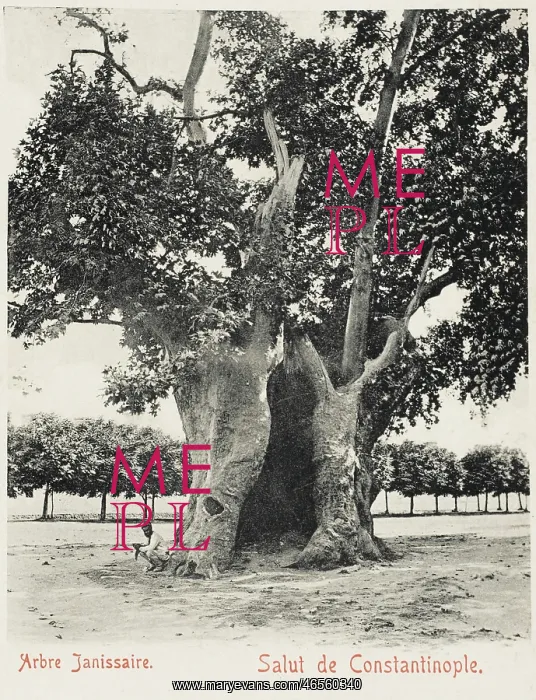 : The Janisary Tree - Constantinople, Turkey : The Janisary Tree - Constantinople, Turkey