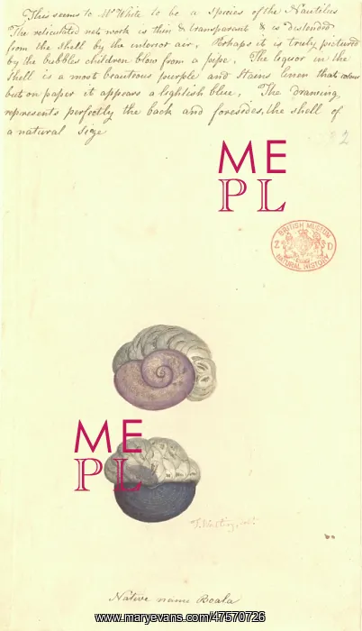 : Janthina violacea, violet snail : Janthina violacea, violet snail
