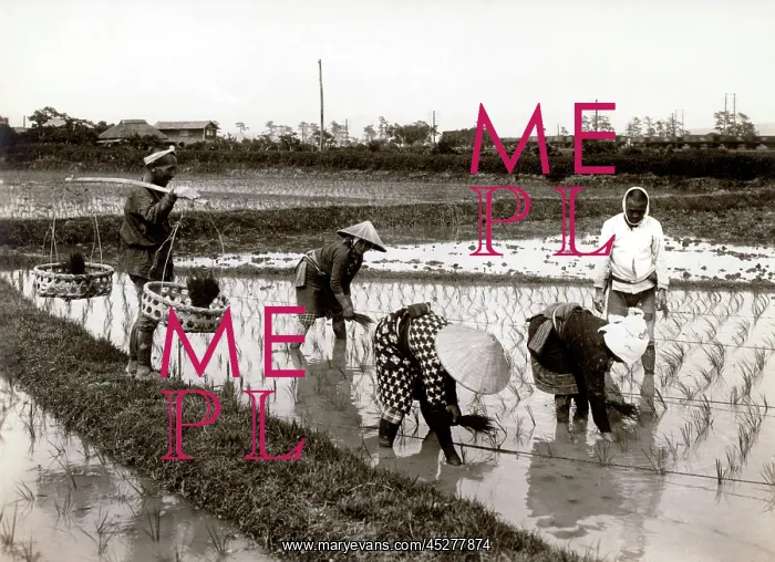 : Japan in the 1920th - Rice Planting : Japan in the 1920th - Rice Planting