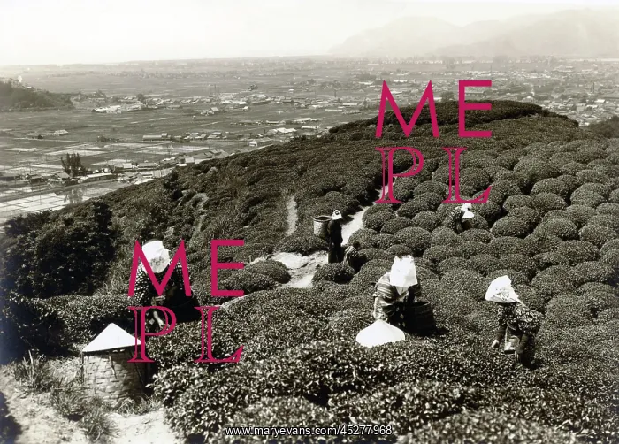: Japan in the 1920th - Tea : Japan in the 1920th - Tea