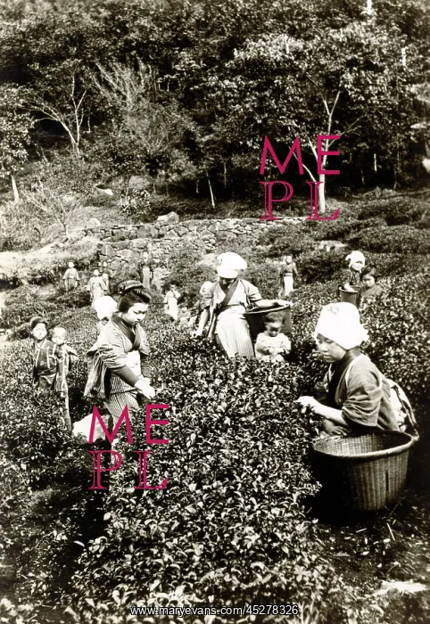 : Japan in the 1920th - Tea : Japan in the 1920th - Tea