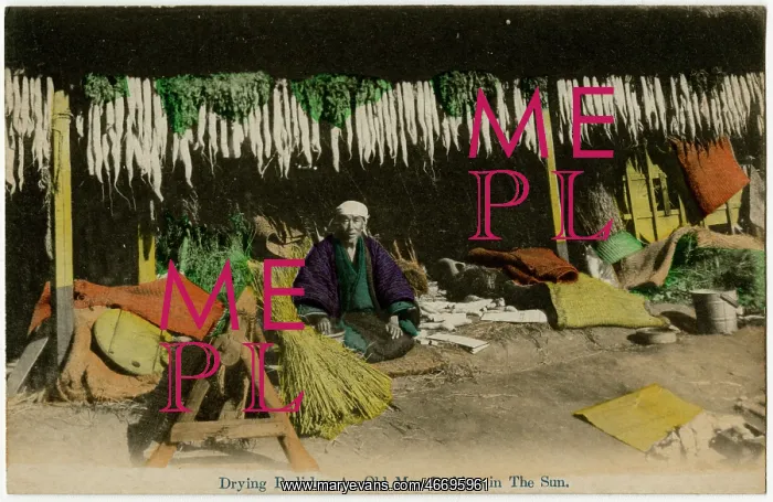  : Japan - Drying Daikon Radishes