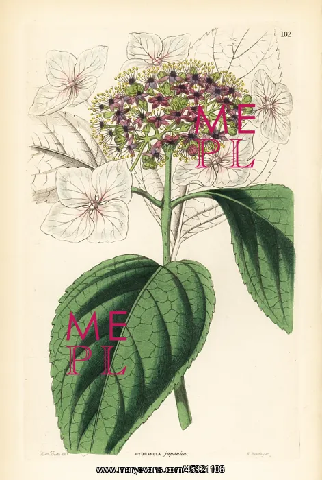: Japan hydrangea, Hydrangea japonica : Japan hydrangea, Hydrangea japonica
