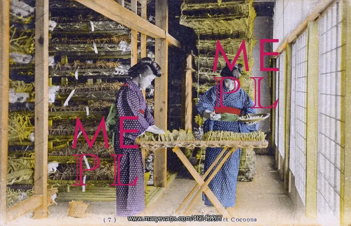  : Japan - Silk Industry - Silkworms begin to construct cocoons