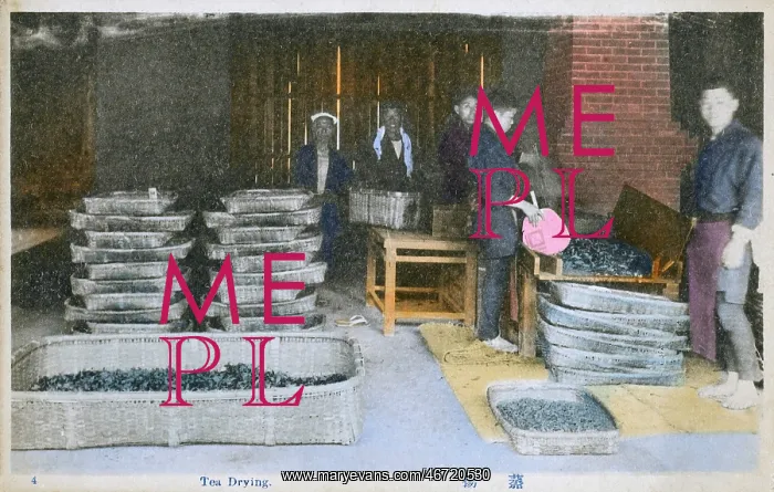  : Japan - Tea Industry - Tea Drying