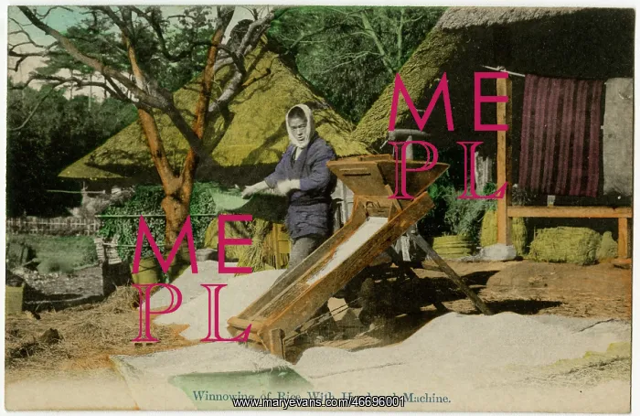 : Japan - Winnowing the rice by hand and by machine : Japan - Winnowing the rice by hand and by machine