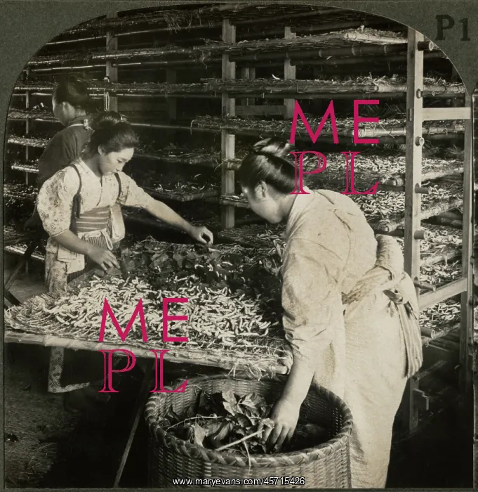 : Japan - women - occupations - silkworms : Japan - women - occupations - silkworms