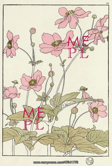 : Japanese Anemone : Japanese Anemone