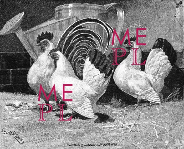  : Japanese bantam hens, 1890