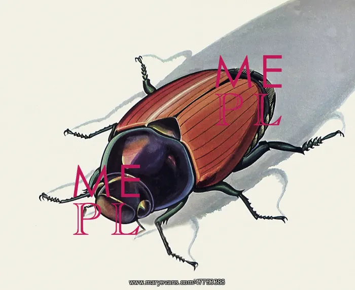 : Japanese Beetle : Japanese Beetle