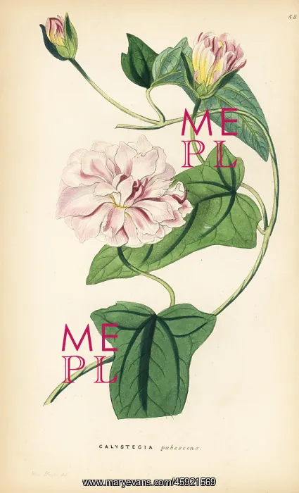 : Japanese bindweed, Calystegia pubescens : Japanese bindweed, Calystegia pubescens