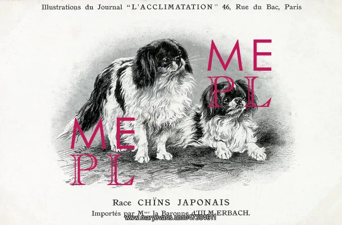 : Japanese Chin Dog : Japanese Chin Dog