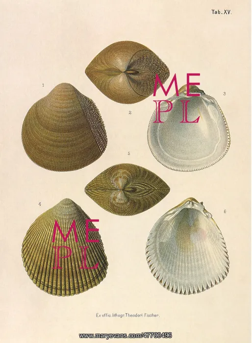  : Japanese Cockles