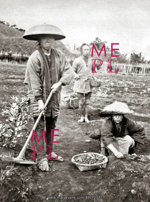  : Japanese Gardeners, 1870s