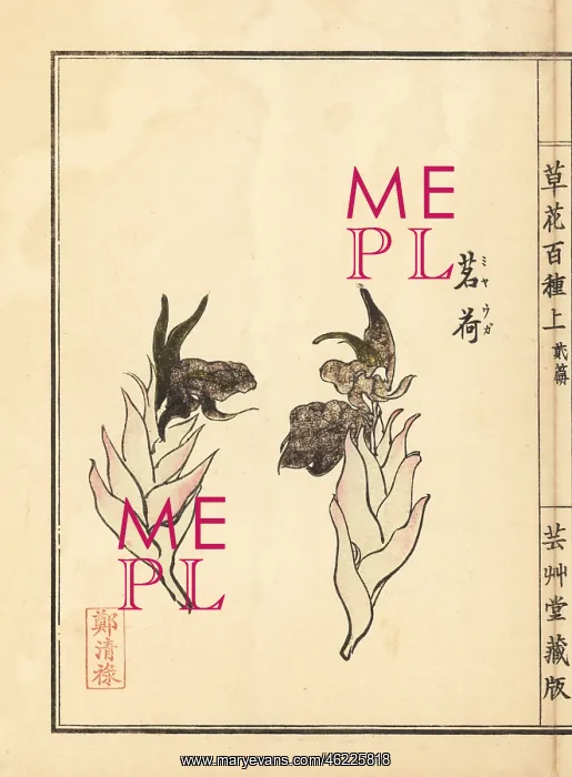 : Japanese ginger, Zingiber mioga : Japanese ginger, Zingiber mioga