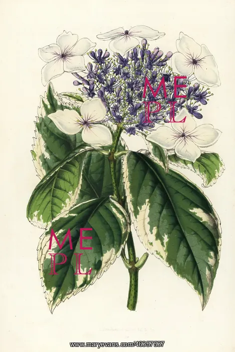 : Japanese hydrangea, Hydrangea japonica fol. albo-variegatis : Japanese hydrangea, Hydrangea japonica fol. albo-variegatis