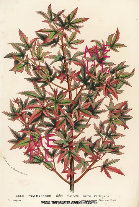 : Japanese maple, Acer palmatum : Japanese maple, Acer palmatum