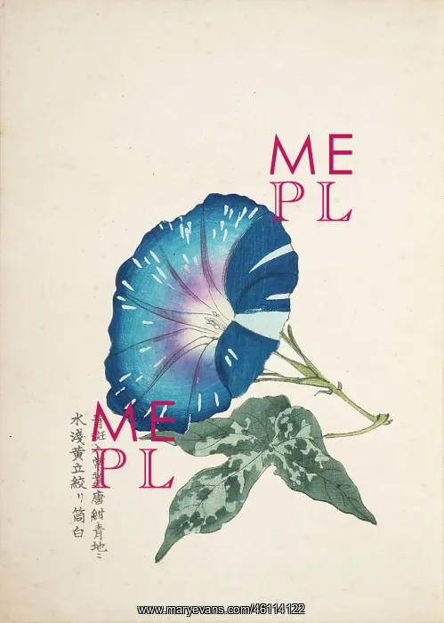 : Japanese Morning Glory (1) : Japanese Morning Glory (1)