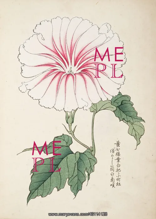 : Japanese Morning Glory (2) : Japanese Morning Glory (2)