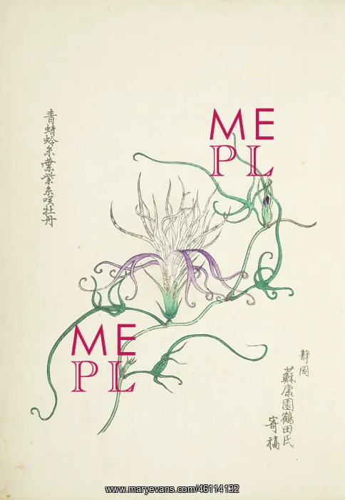 : Japanese Morning Glory (3) : Japanese Morning Glory (3)