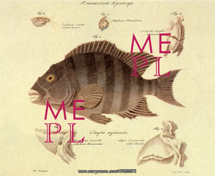  : Japanese Parrotfish