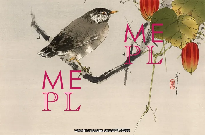 : JAPANESE PRINT-STARLING : JAPANESE PRINT-STARLING