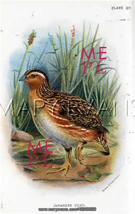 : JAPANESE QUAIL : JAPANESE QUAIL