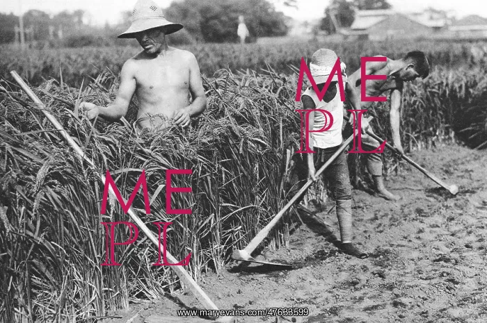 : three Japanese rice farmers : three Japanese rice farmers