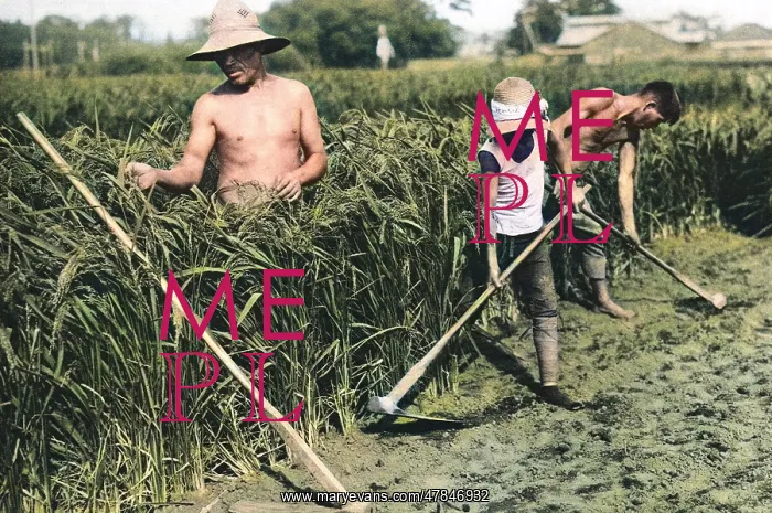 : three Japanese rice farmers : three Japanese rice farmers