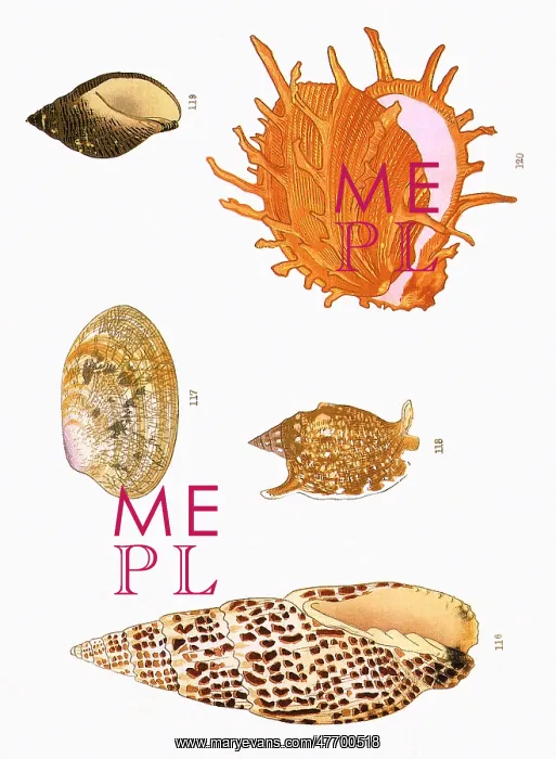  : Japanese Shells