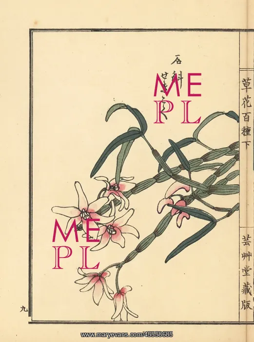 : Japanese stone orchid, Dendrobium moniliforme : Japanese stone orchid, Dendrobium moniliforme