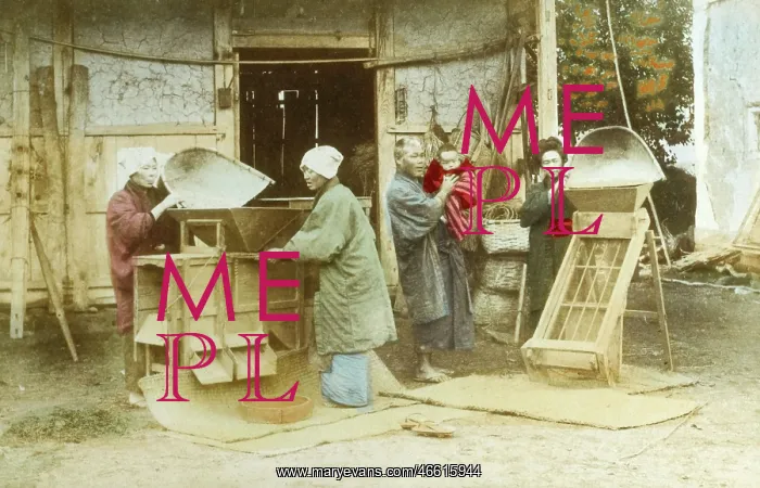 : Japanese women sorting grain : Japanese women sorting grain