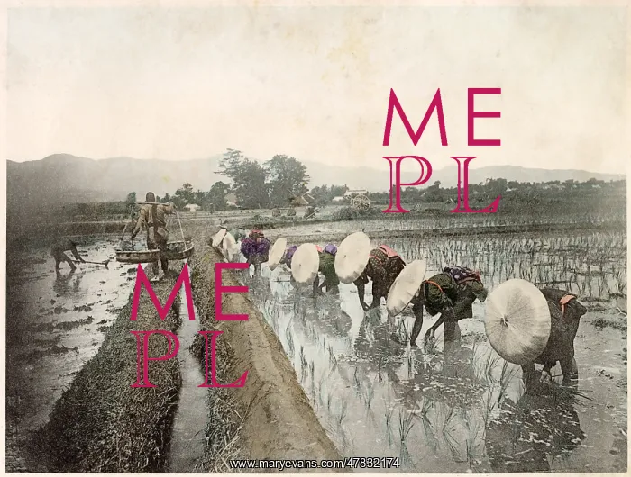  : Japanese workers in the rice fields