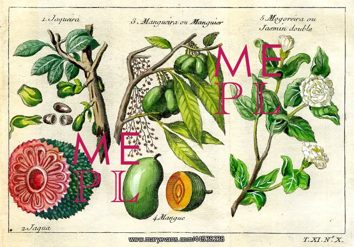  : Jaqueira, Mango and Jasmin