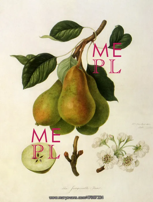  : Jargonelle Pears