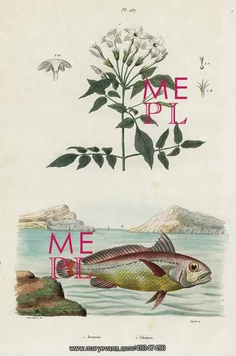 : Jasmine and bigeye croaker : Jasmine and bigeye croaker
