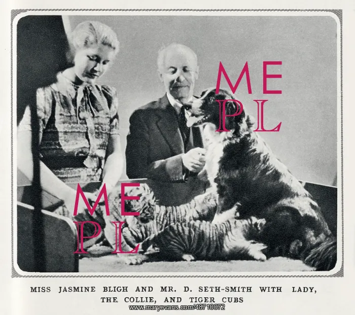 : Jasmine Bligh, David Seth-Smith with collie & tiger cubs : Jasmine Bligh, David Seth-Smith with collie & tiger cubs