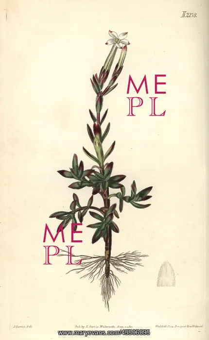 : Jasmine-flowered crassula, Crassula jasminea : Jasmine-flowered crassula, Crassula jasminea