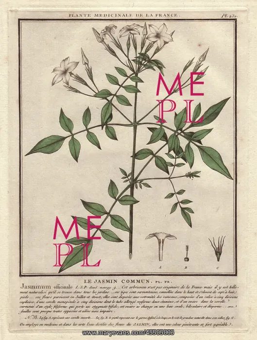 : Jasmine, Jasminum officinale : Jasmine, Jasminum officinale